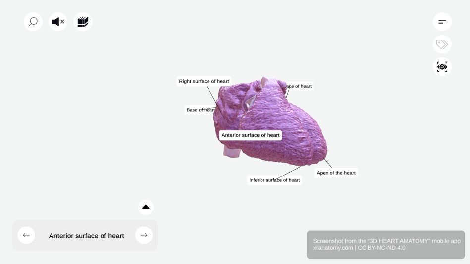 Heart surfaces 360-degree viewer showing anterior sternocostal surface with right ventricle, left ventricle, and atrial contributions