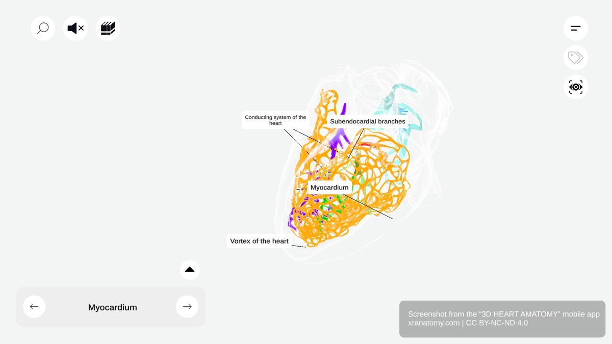 Cardiac conducting system 360-degree viewer showing SA node, AV node, bundle of His, bundle branches, and Purkinje fibres embedded within myocardium