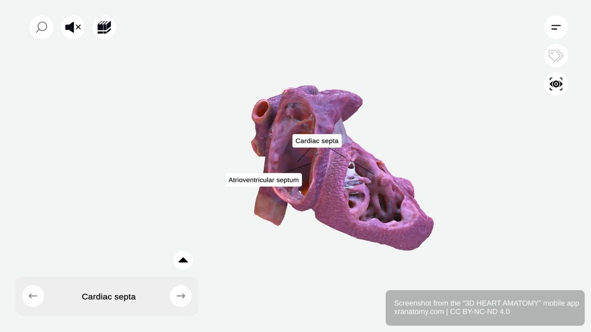 Cardiac septum anatomy 360-degree interactive viewer showing interatrial septum, interventricular septum, and atrioventricular septum dividing heart chambers