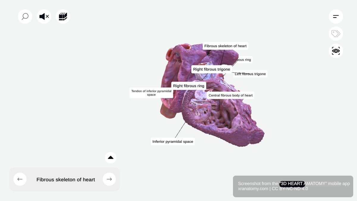 Fibrous skeleton of heart anatomy 360-degree interactive viewer showing fibrous rings, trigones, central fibrous body, and valve attachments