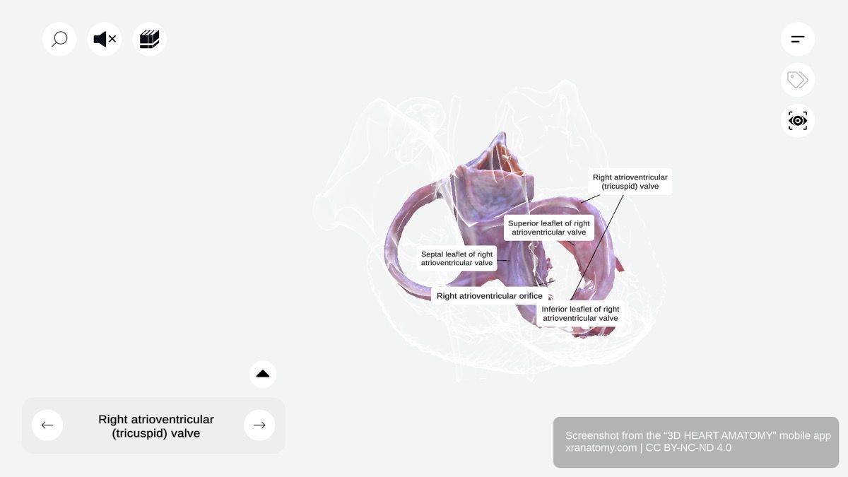 Right atrioventricular valve anatomy 360-degree interactive viewer showing tricuspid valve structure and leaflets