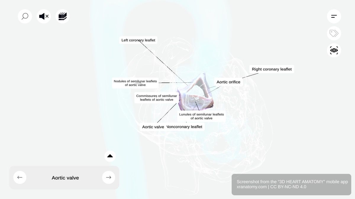 Aortic valve 360-degree interactive viewer showing semilunar valve structure between left ventricle and ascending aorta