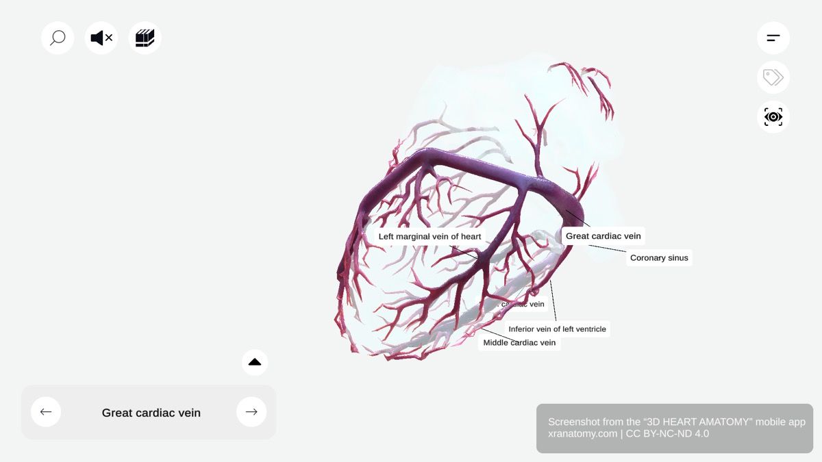Cardiac veins anatomy 360-degree interactive viewer showing coronary sinus, great cardiac vein, middle cardiac vein draining the heart muscle
