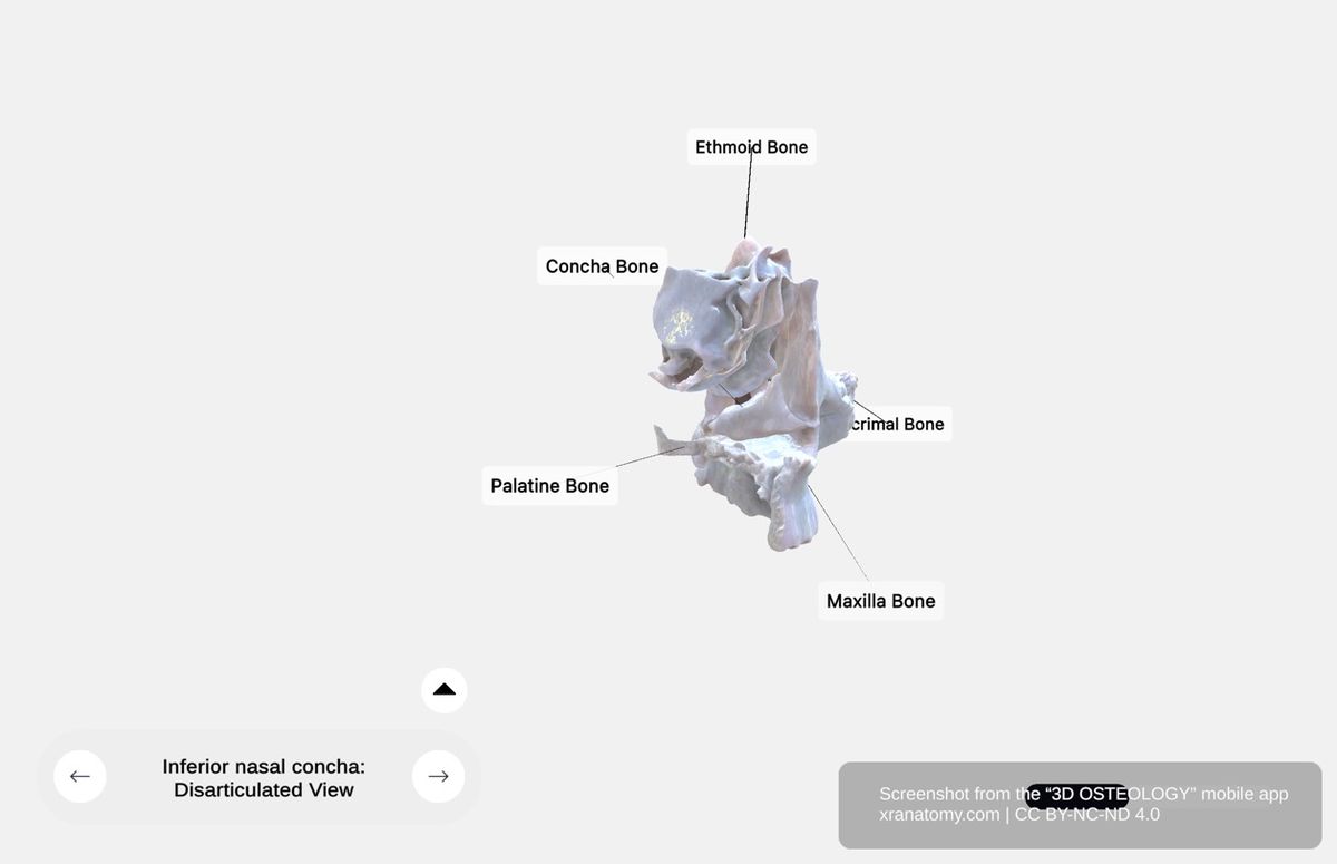 Inferior nasal concha disarticulated 360-degree viewer showing articulation surfaces with lacrimal, ethmoid, palatine, and maxilla bones