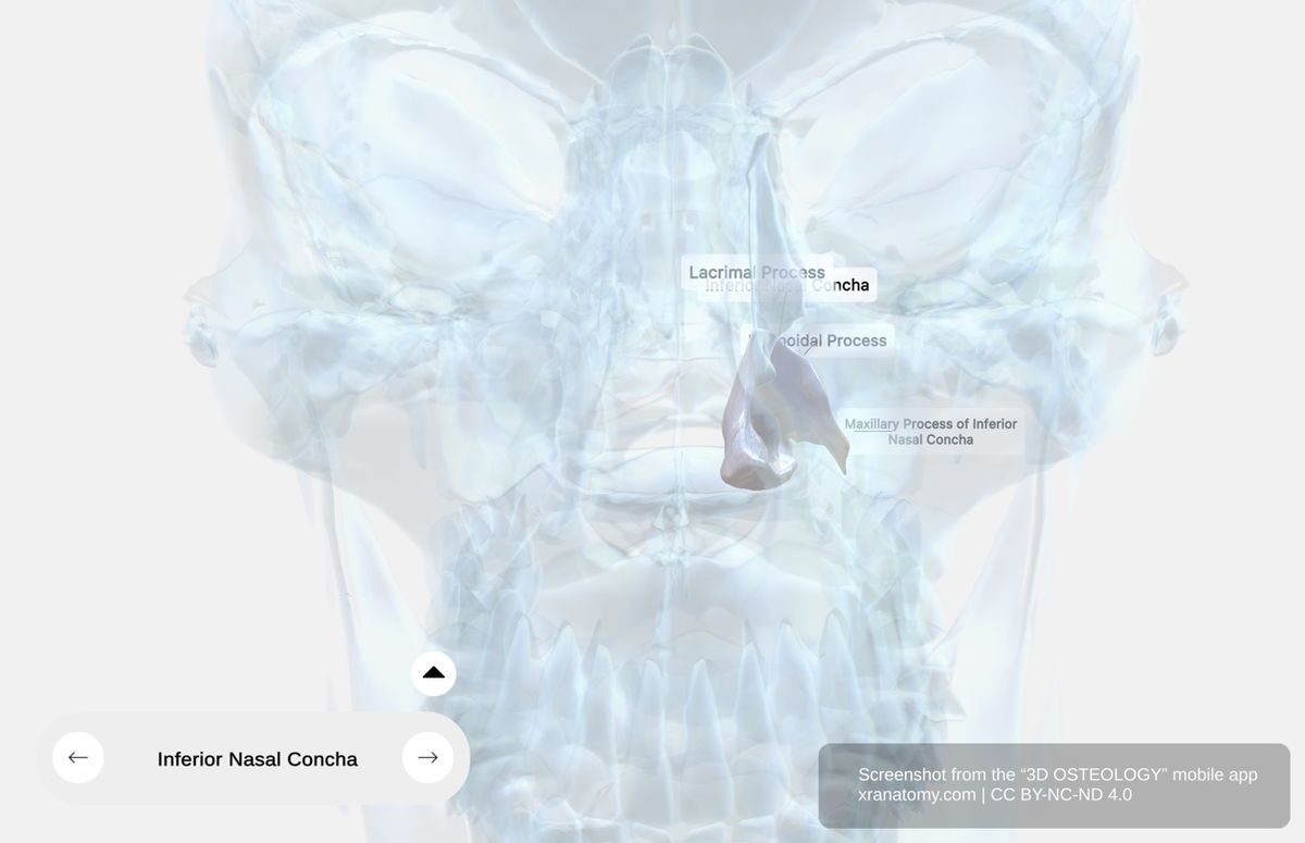 Inferior nasal concha anatomy 360-degree interactive viewer showing scroll-shaped turbinate bone with x-ray visualization