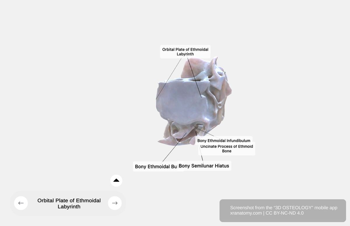 Orbital plate of ethmoid bone 360-degree viewer showing thin smooth lamina papyracea forming medial orbital wall