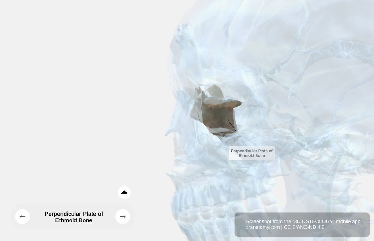 Perpendicular plate of ethmoid bone 360-degree viewer showing thin vertical lamina forming superior nasal septum and articulations with vomer and septal cartilage