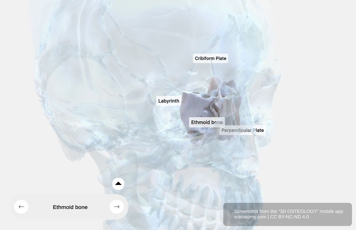 Ethmoid bone anatomy 360-degree interactive viewer showing cribriform plate, perpendicular plate, crista galli, ethmoidal labyrinths, and overall cuboid structure