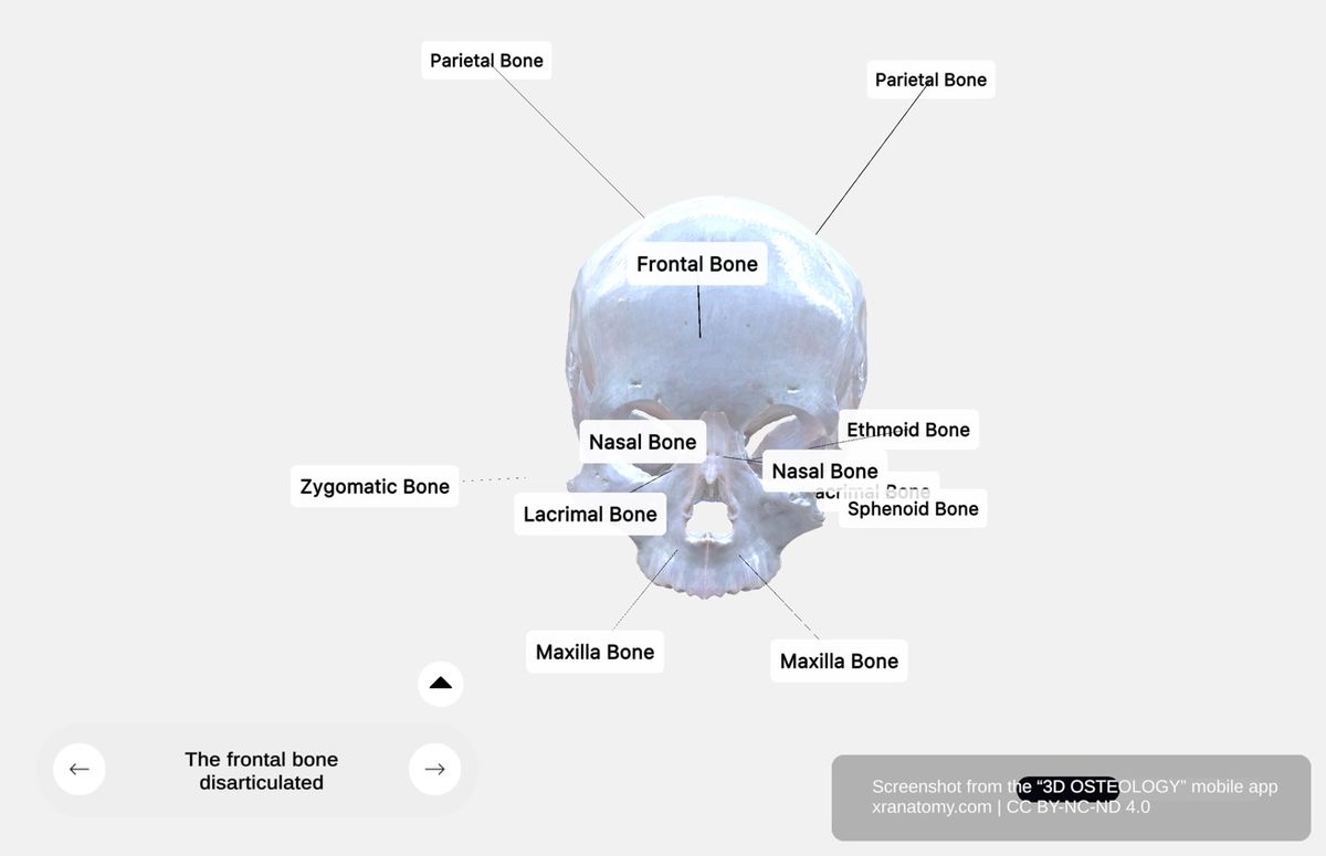 Frontal bone anatomy 360-degree interactive viewer showing articulations with sphenoid, ethmoid, parietal, nasal, maxillae, lacrimal, and zygomatic bones