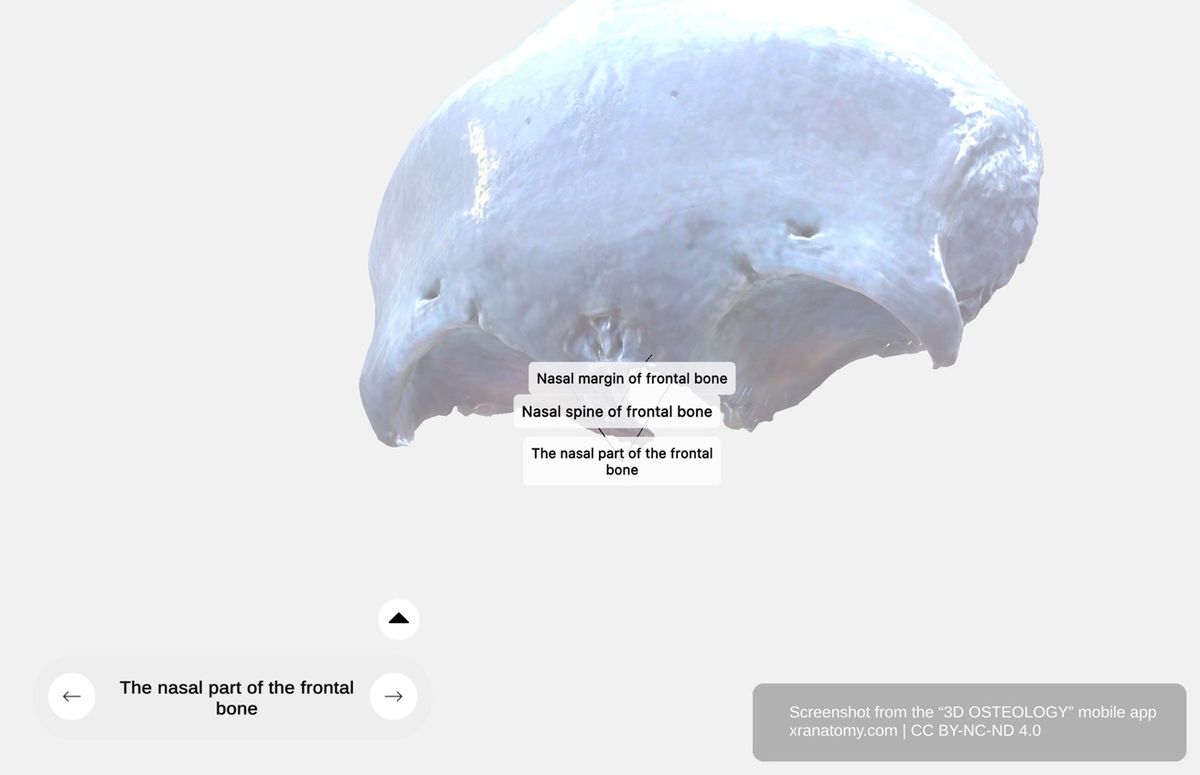 Nasal part of frontal bone 360-degree viewer showing nasal spine, nasal margin, and articulations with nasal bones and perpendicular plate of ethmoid