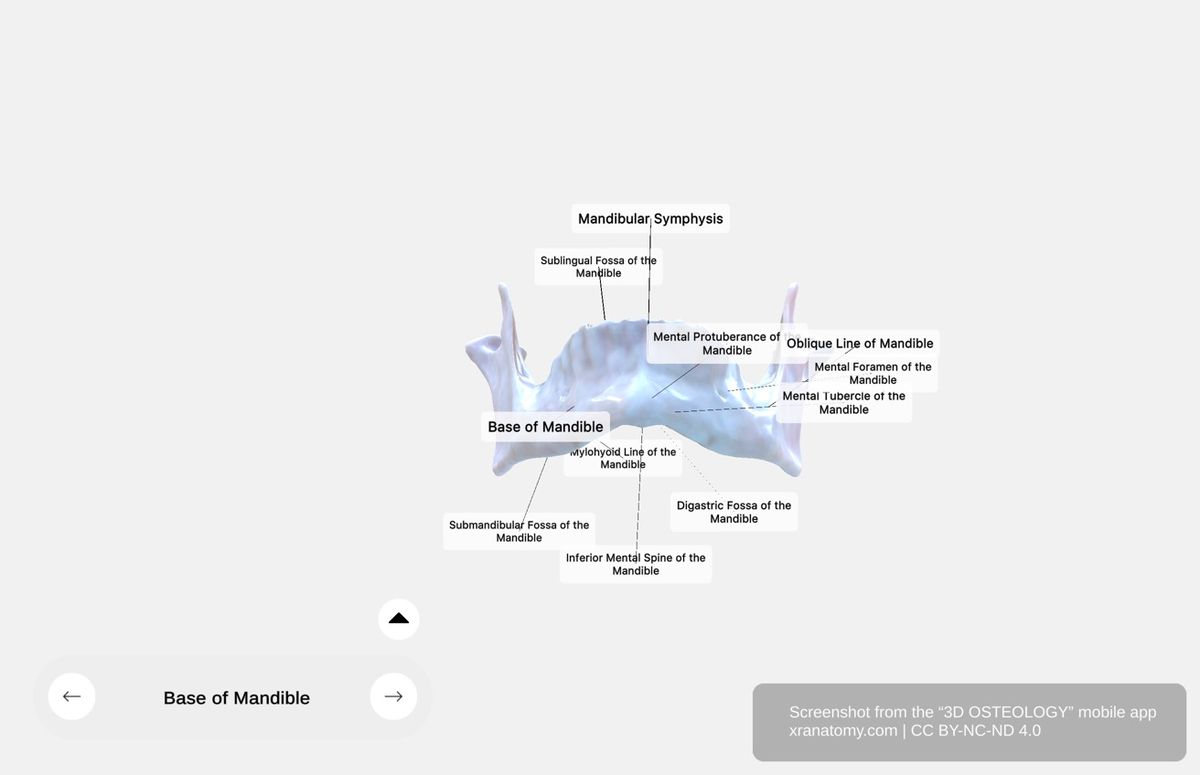 Base of mandible 360-degree viewer showing inferior segment with mental protuberance, symphysis, and muscular attachment points