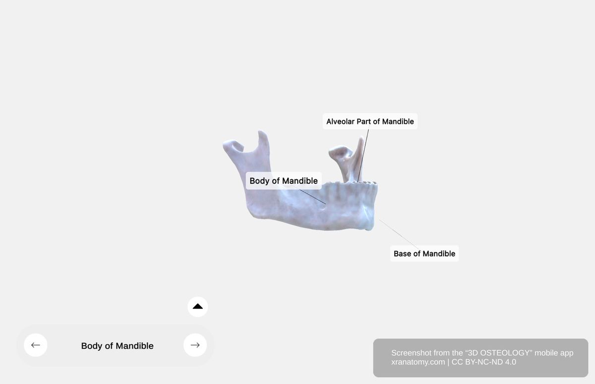 Body of mandible 360-degree viewer showing horseshoe-shaped configuration, dental sockets, and muscular attachments