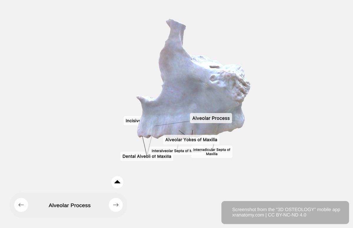 Alveolar process of maxilla 360-degree viewer showing dental alveoli, alveolar arch, interalveolar septa, and alveolar yokes