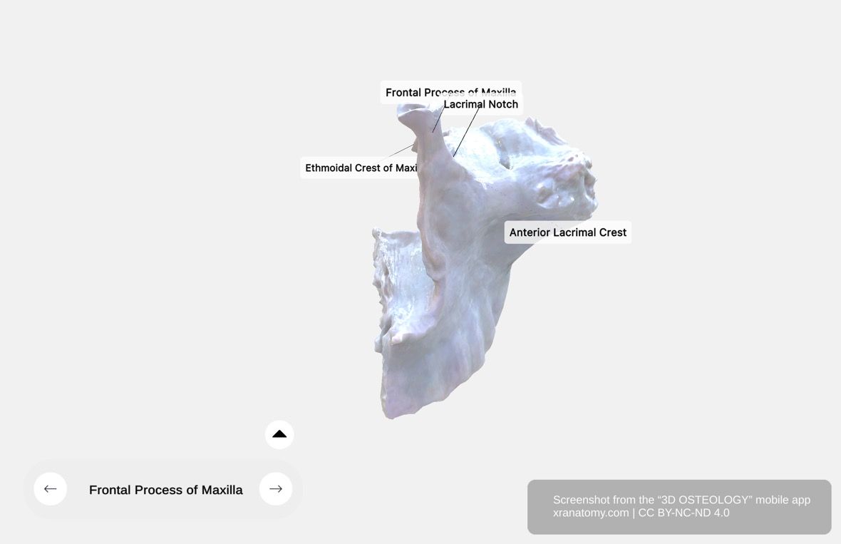 Frontal process of maxilla 360-degree viewer showing anterior lacrimal crest, lacrimal notch, and ethmoidal crest