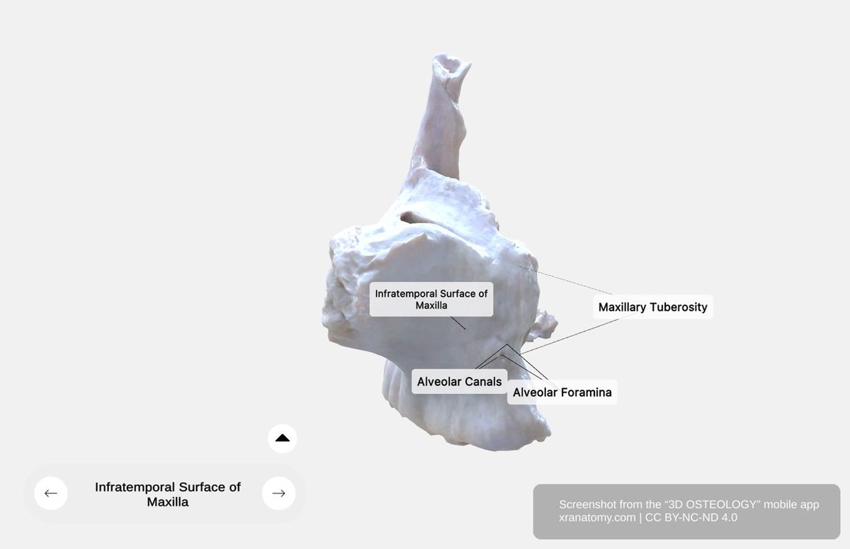 Infratemporal surface of maxilla 360-degree viewer showing maxillary tuberosity, alveolar foramina, and posterior aspect contributing to infratemporal fossa