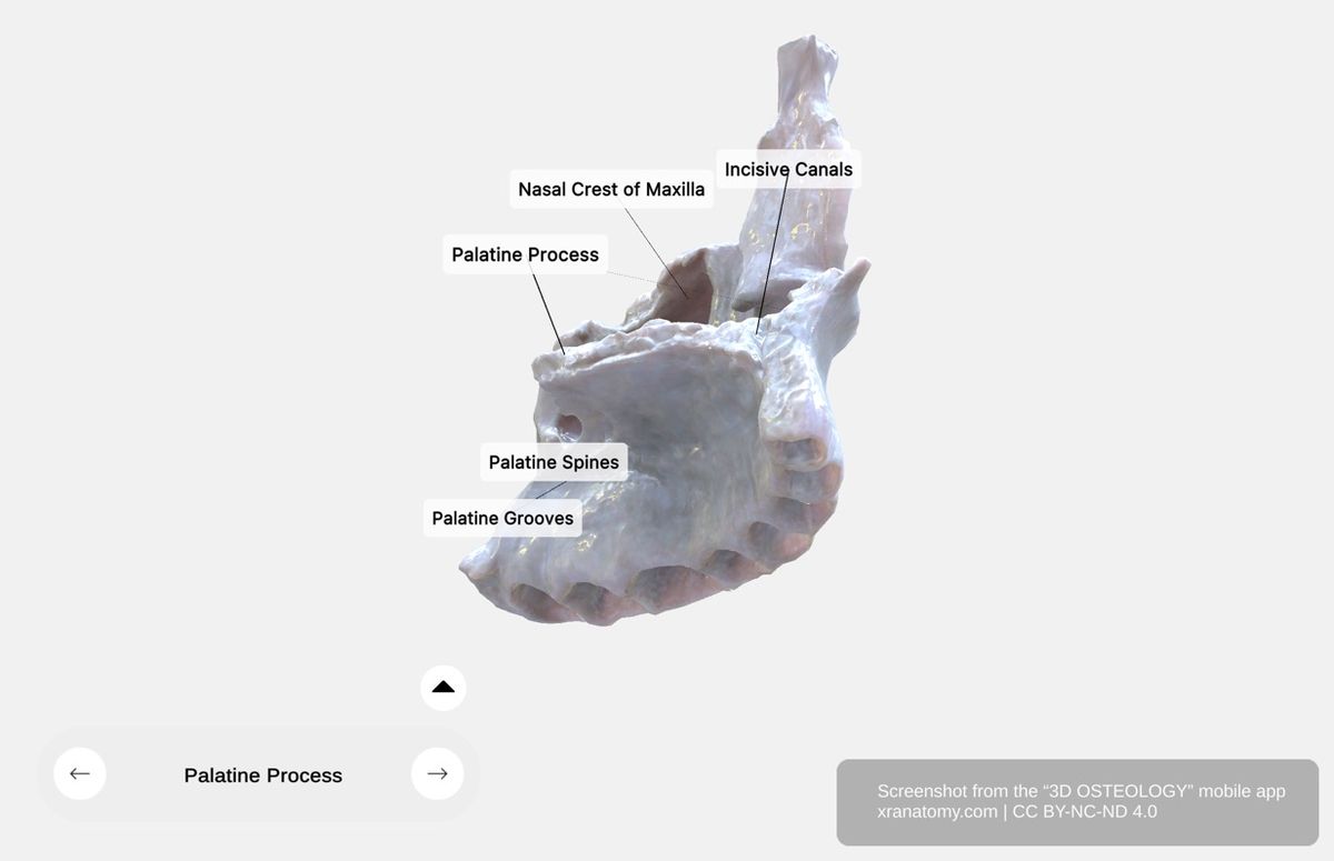 Palatine process of maxilla 360-degree viewer showing horizontal process forming hard palate with nasal crest and incisive canals