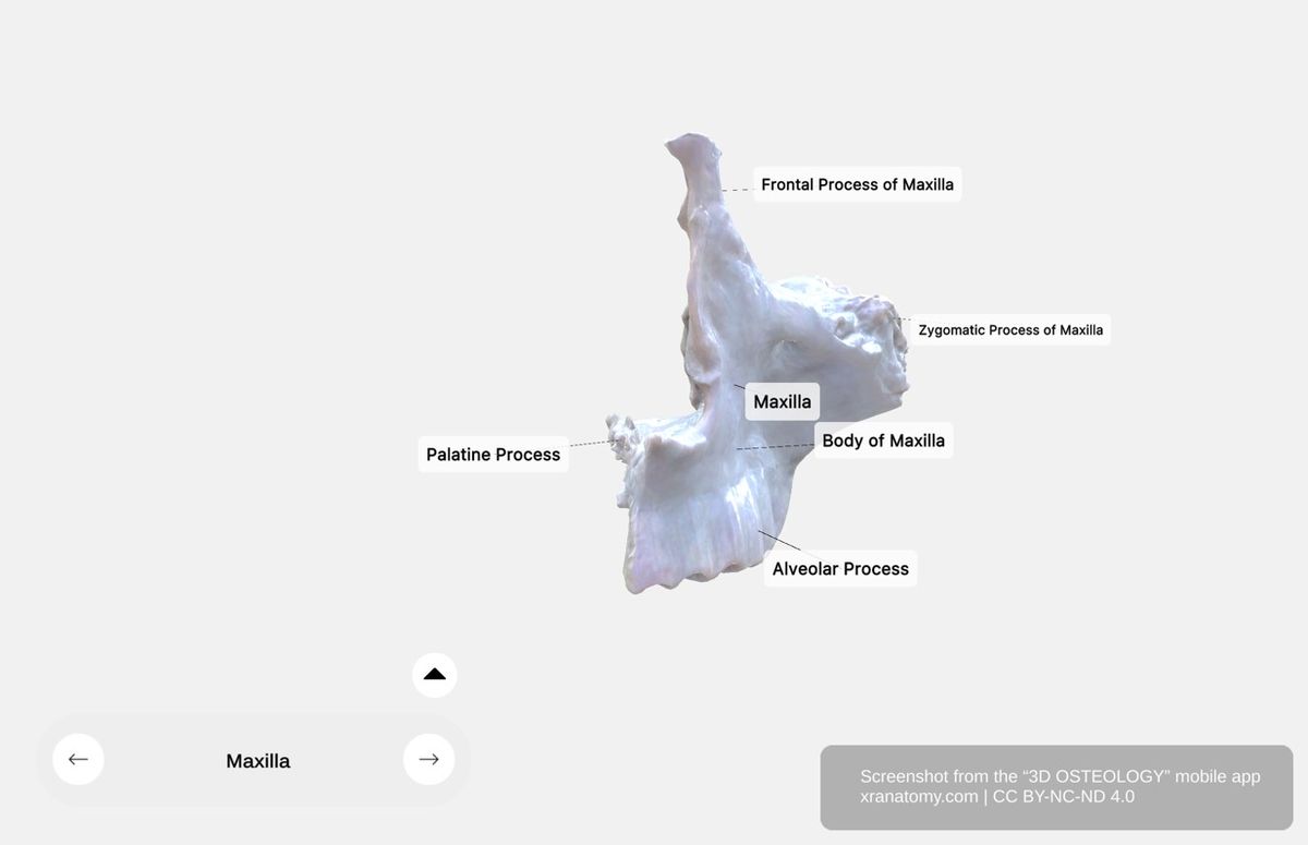 Maxilla structural components 360-degree viewer showing central body and four projecting processes: zygomatic, frontal, alveolar, and palatine
