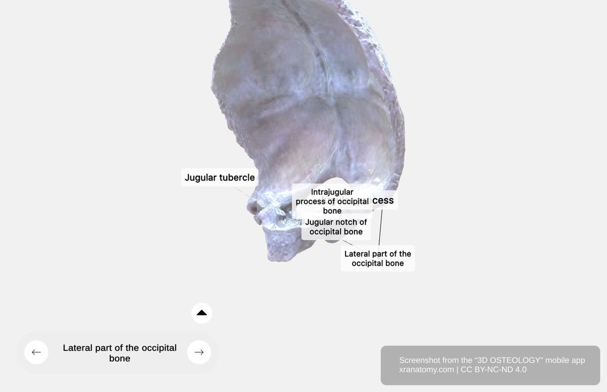 Lateral parts of occipital bone 360-degree viewer showing occipital condyles, hypoglossal canal, jugular notch, and jugular process