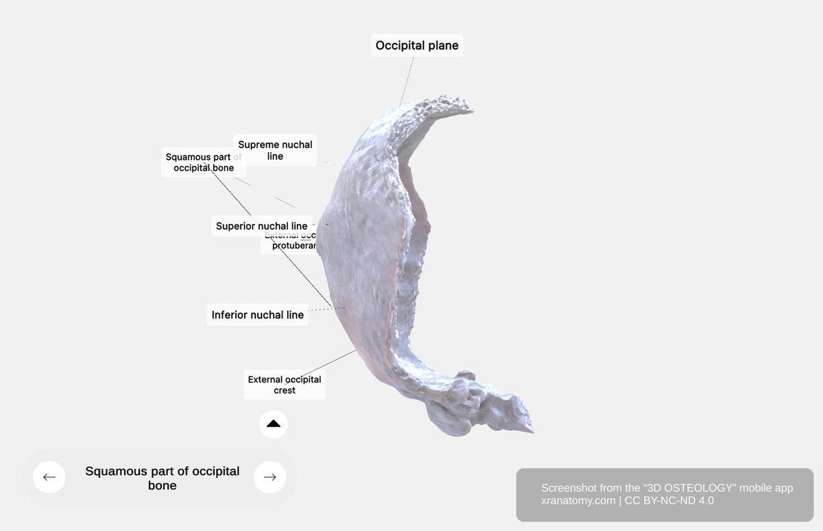 External surface of squamous part 360-degree viewer showing external occipital protuberance, nuchal lines, and muscular attachment sites