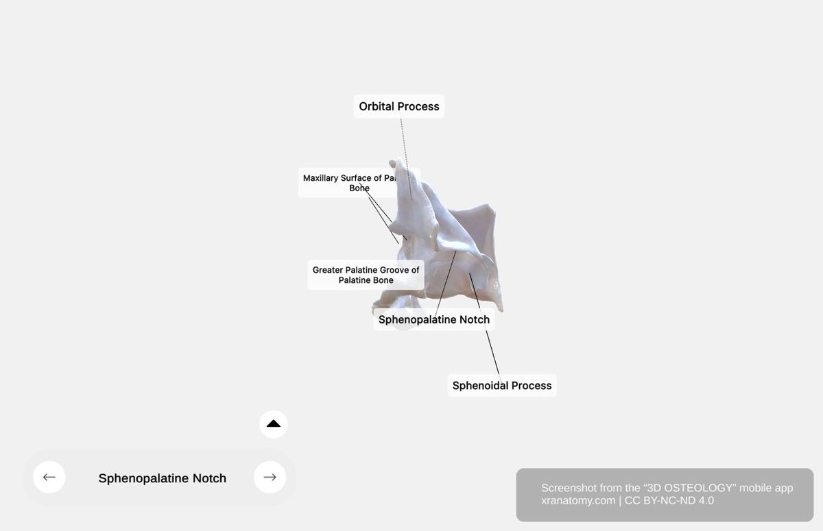 Processes of palatine bone 360-degree viewer showing pyramidal process, orbital process, sphenoidal process, maxillary process, and sphenopalatine notch