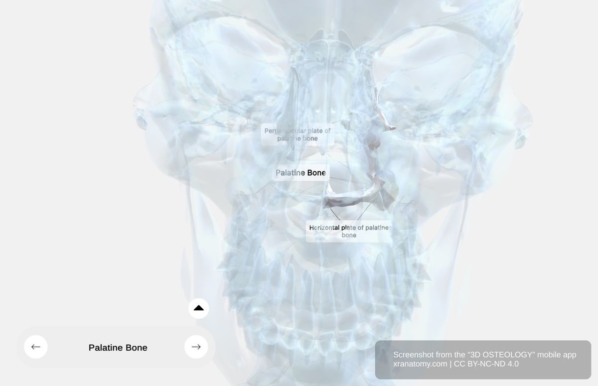 Palatine bone anatomy 360-degree interactive viewer showing position in nasal cavity with x-ray visualization of horizontal and perpendicular plates