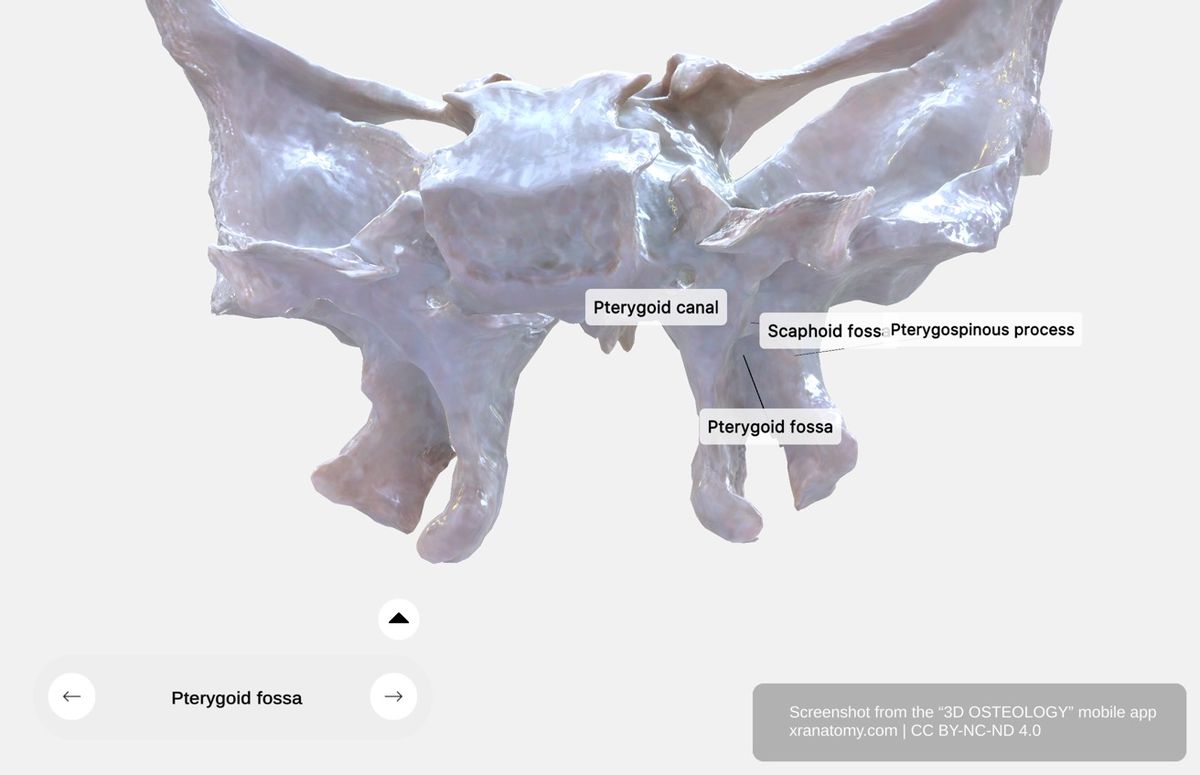 Pterygoid process posterior view 360-degree viewer showing scaphoid fossa, pterygospinous process, and pterygoid canal