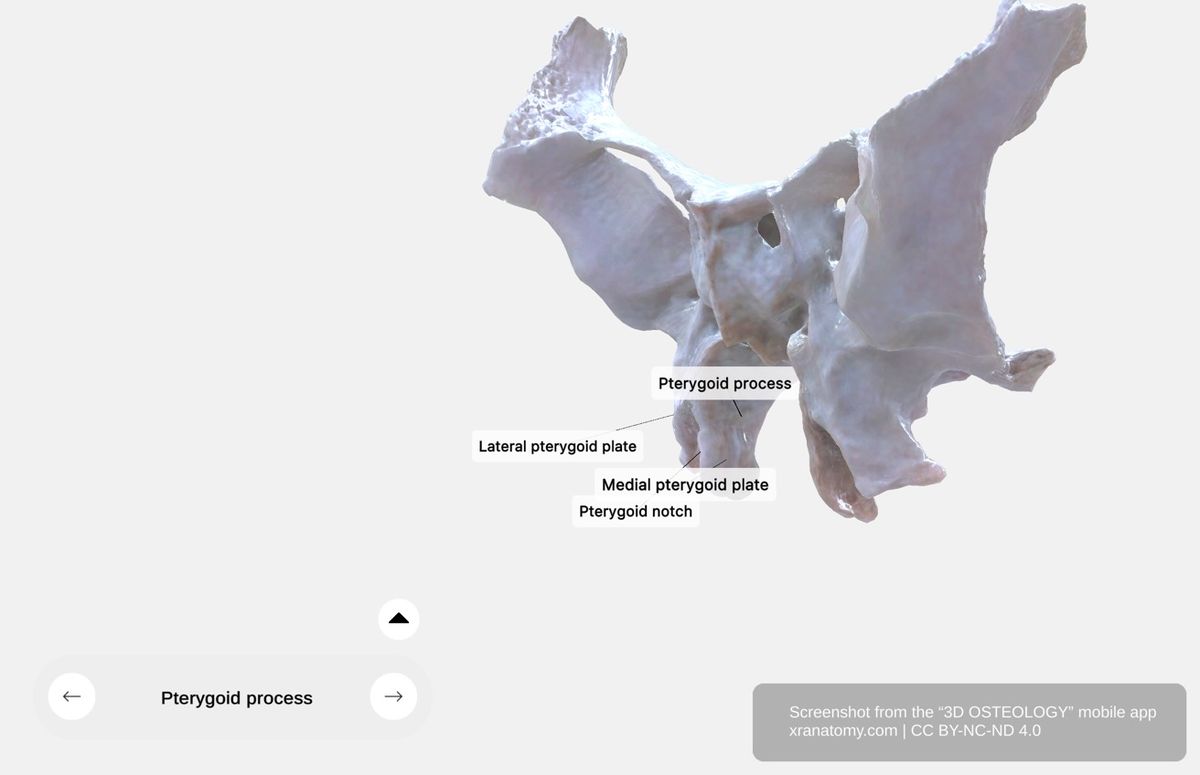 Pterygoid process 360-degree viewer showing lateral and medial pterygoid plates, pterygoid hamulus, pterygoid notch, and pterygoid fossa