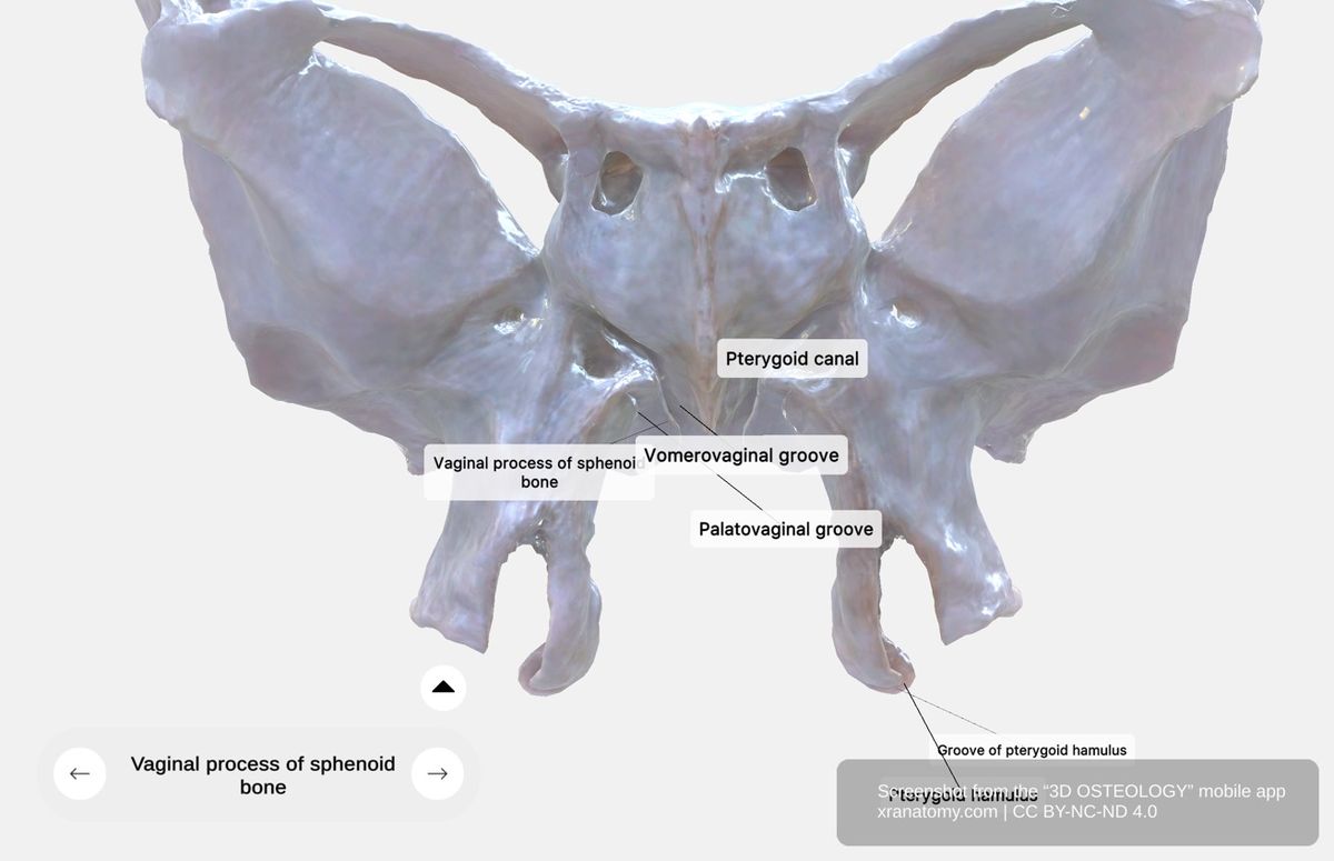 Vaginal process of sphenoid 360-degree viewer showing articulations with palatine bone and vomer, palatovaginal and vomerovaginal canals