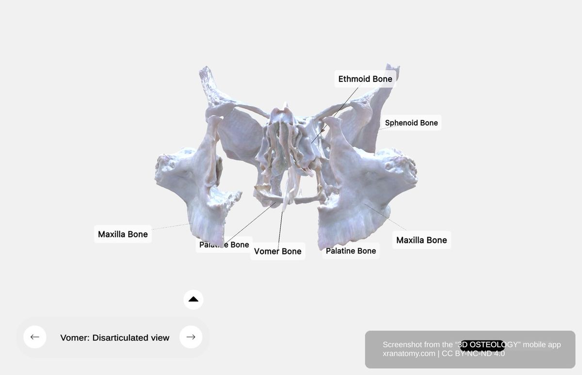 Vomer bone disarticulated 360-degree viewer showing isolated bone with articulation surfaces for sphenoid, maxillae, palatine, and ethmoid bones