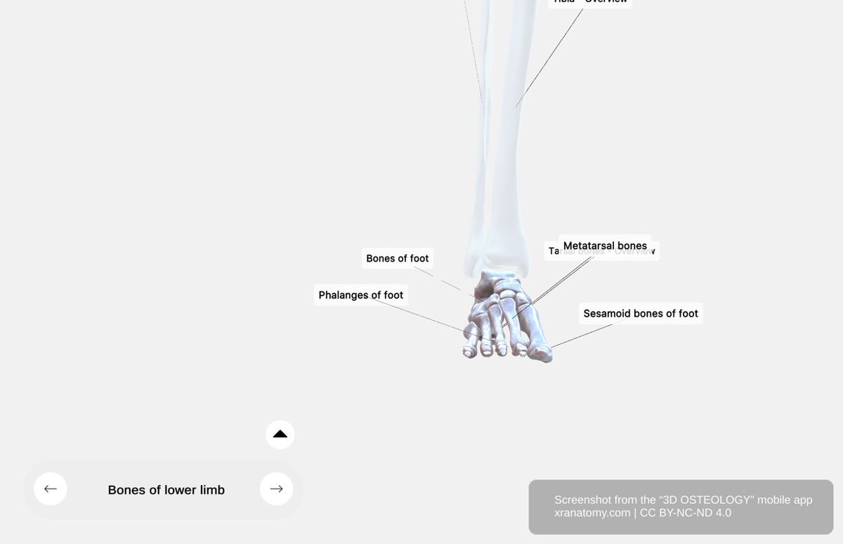 Foot bones 360-degree viewer showing tarsal bones, metatarsals, and phalanges