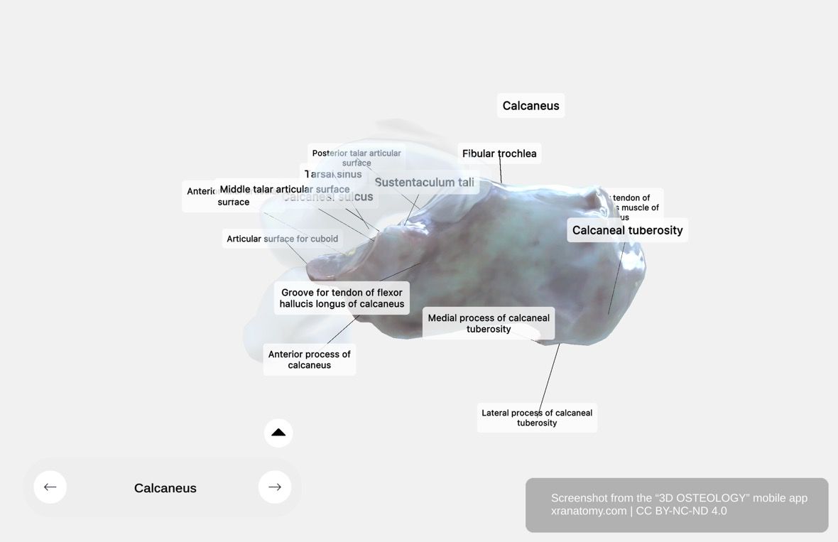 Calcaneus anatomy 360-degree viewer showing calcaneal tuberosity, sustentaculum tali, talar articular surfaces, and cuboid articular surface