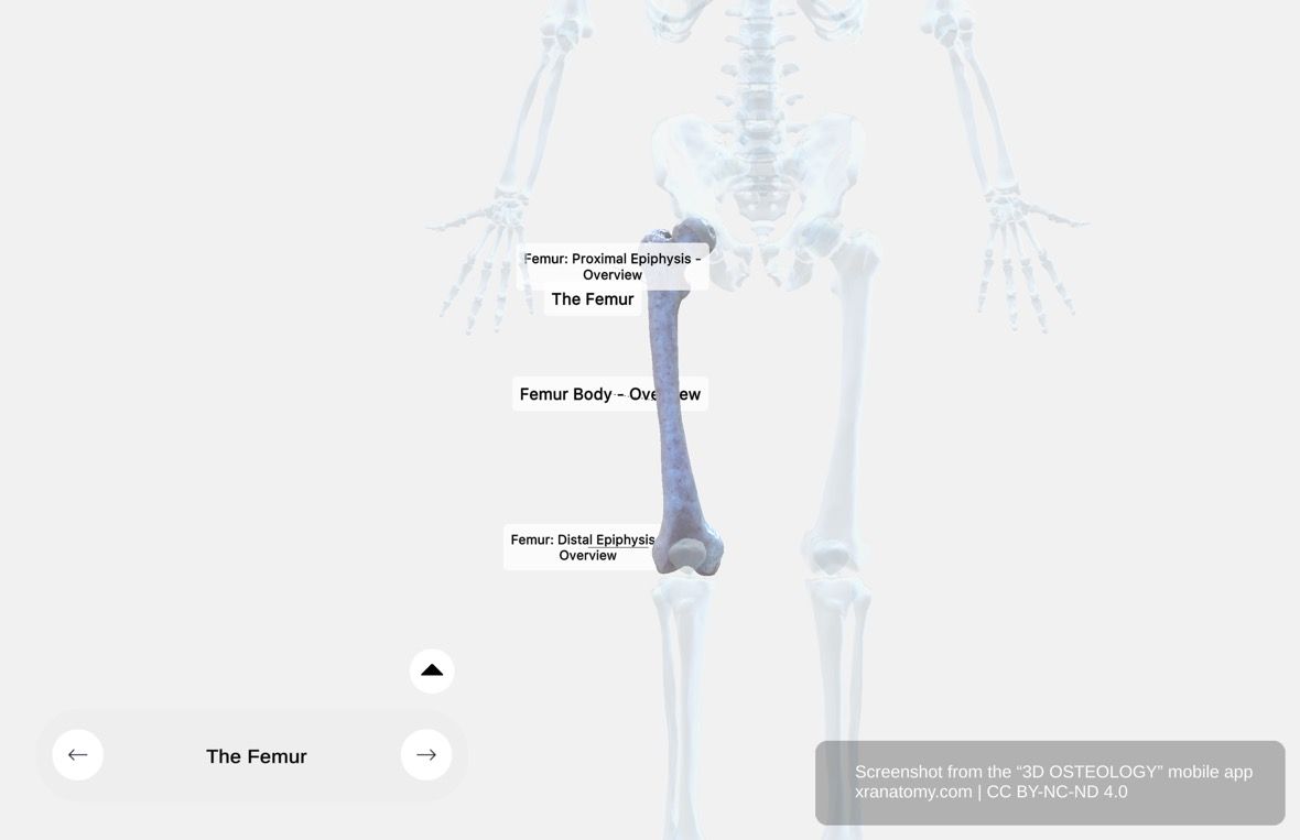 Femur X-ray 360-degree interactive viewer showing internal bone structure, cortical bone density, and medullary cavity