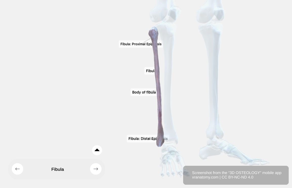 Fibula X-ray 360-degree interactive viewer showing internal bone structure, cortical bone density, and medullary cavity