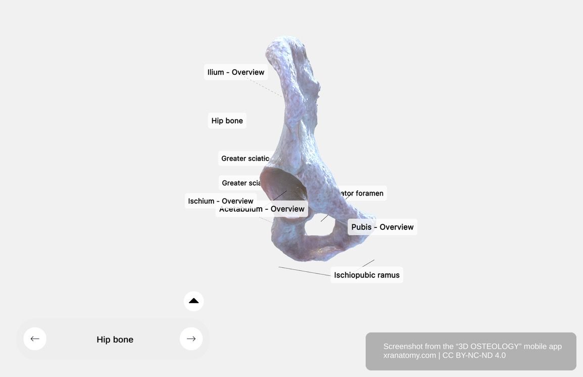 Hip bone components 360-degree viewer showing ilium, ischium, and os pubis fusion at the acetabulum