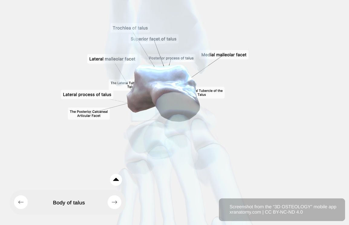 Talus body 360-degree viewer showing trochlea, superior facet, lateral and medial malleolar facets, lateral process, posterior process with tubercles, and posterior calcaneal articular facet