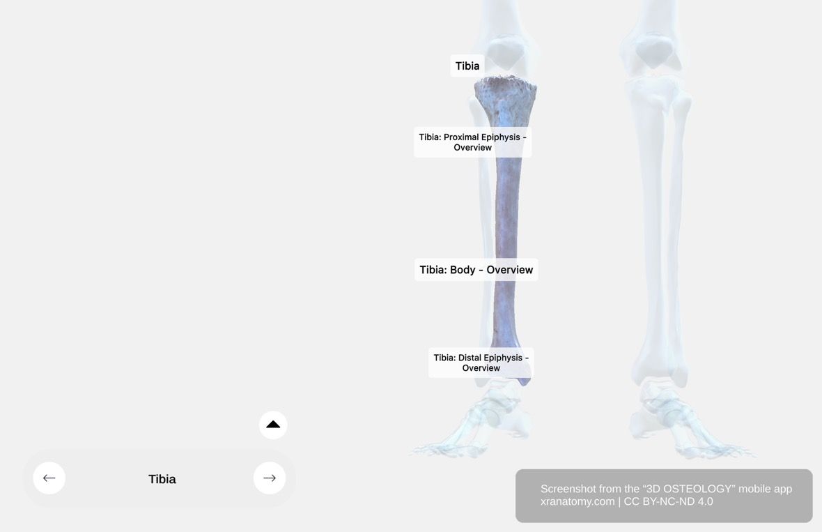 Tibia X-ray 360-degree interactive viewer showing internal bone structure, cortical bone density, and medullary cavity