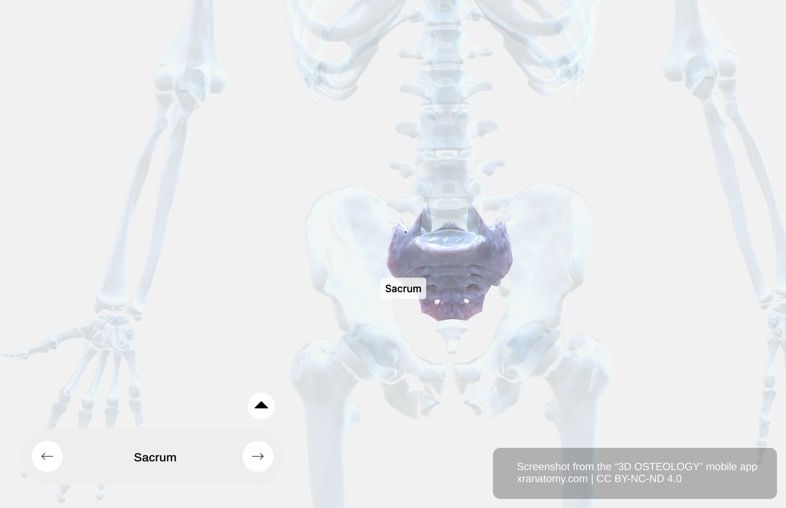 Sacrum anatomy 360-degree interactive viewer showing general structure with five fused sacral vertebrae, base, and apex