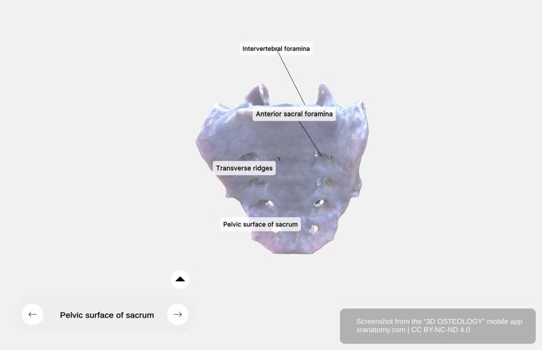 Sacrum pelvic surface 360-degree viewer showing anterior sacral foramina, concave curvature, and transverse ridges formed by fused vertebrae