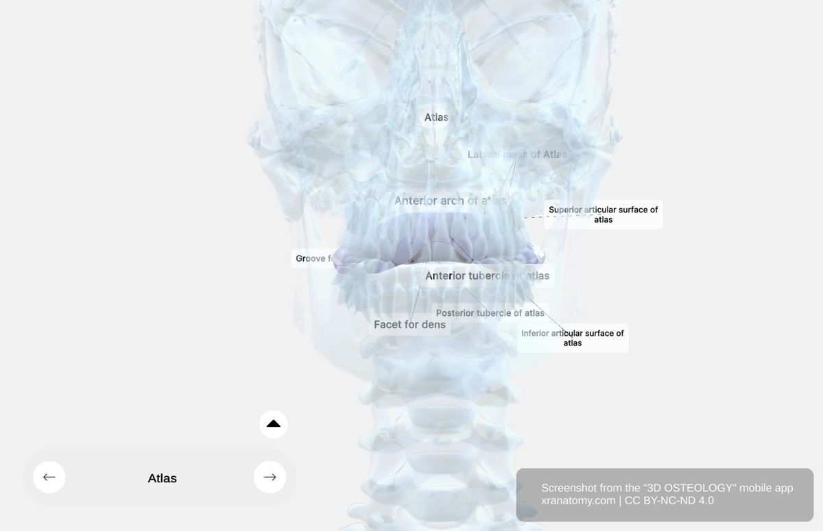 Atlas C1 vertebra anatomy 360-degree interactive viewer showing ring-like structure, lateral masses, anterior arch, and posterior arch