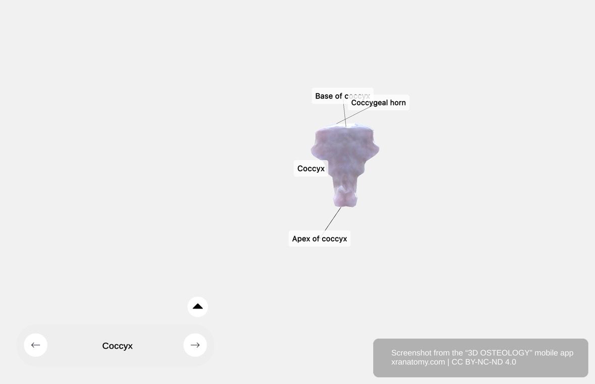 Coccyx 360-degree viewer showing base, coccygeal horns, and apex with sacrococcygeal articulation