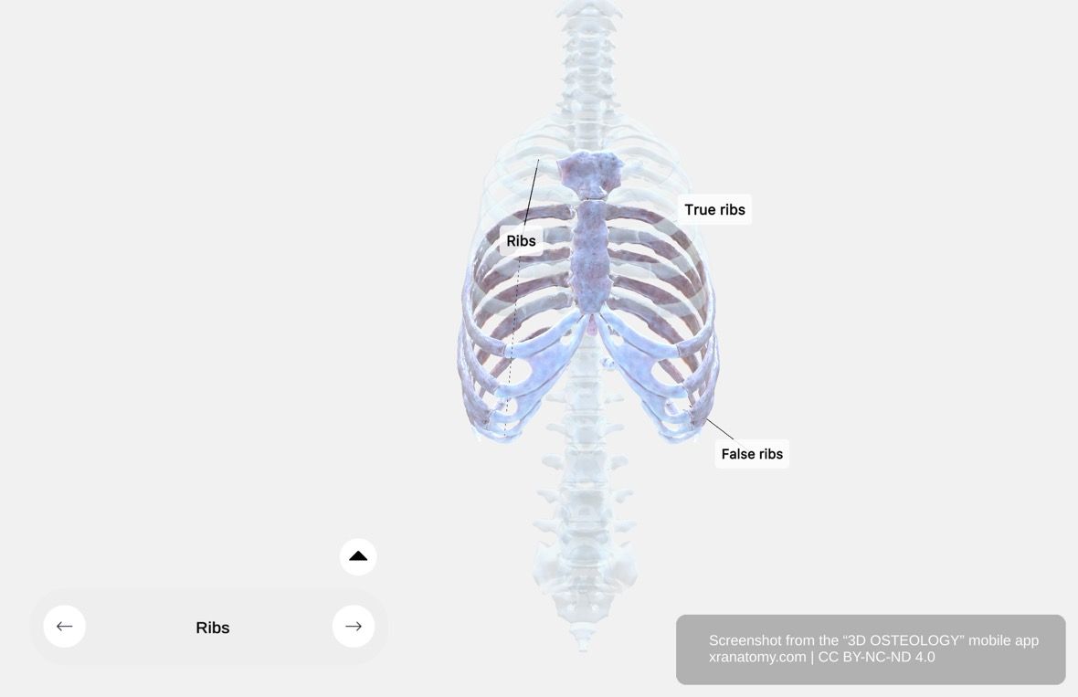 Costal arch 360-degree viewer showing cartilages of seventh to tenth ribs curving upward to meet at xiphoid process