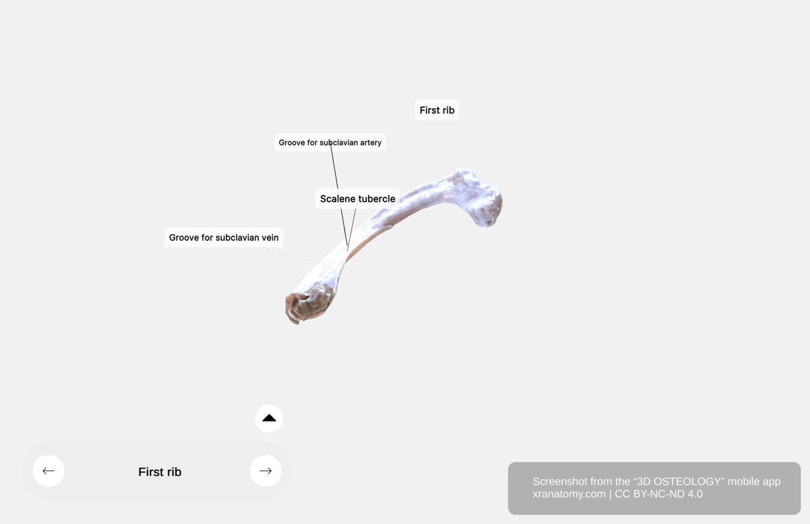 First rib anatomy 360-degree viewer showing scalene tubercle, groove for subclavian artery, and groove for subclavian vein