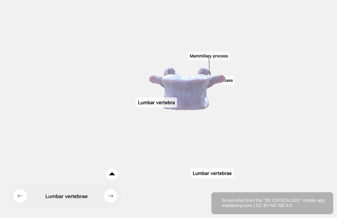 Lumbar vertebra 360-degree viewer showing large robust vertebral body, pedicles, laminae, and vertebral foramen from anterior-posterior perspective