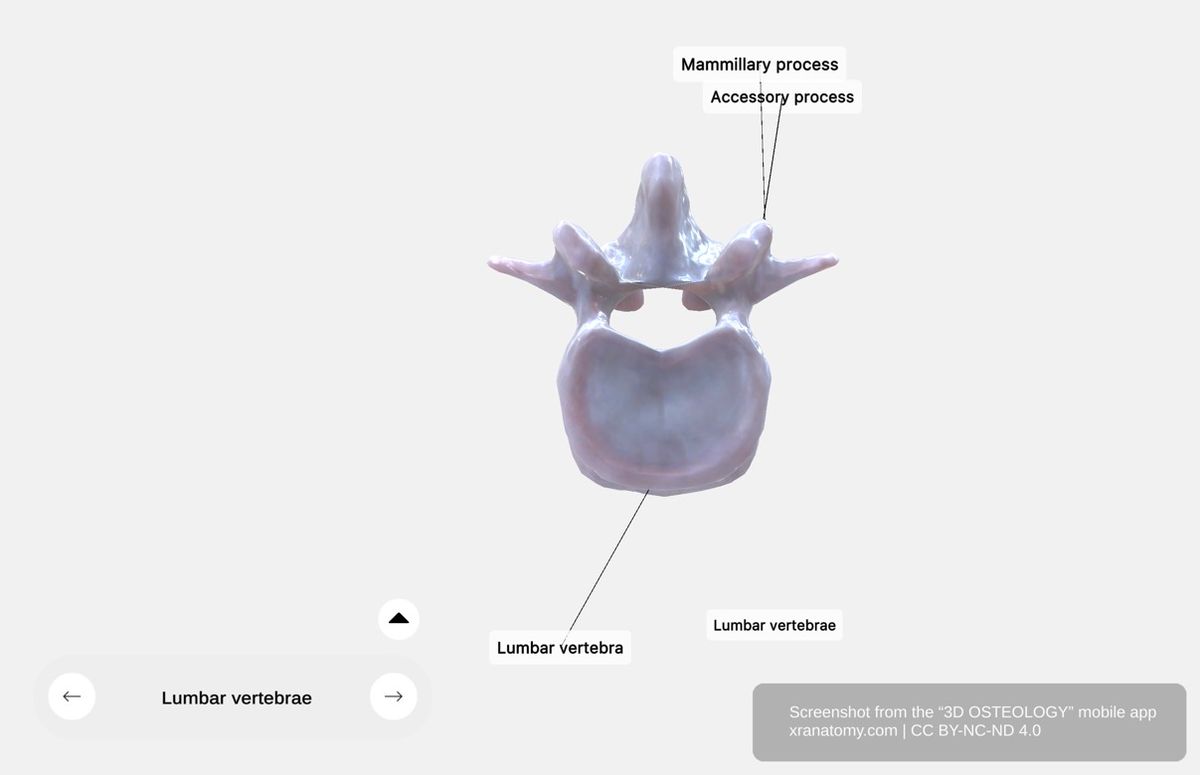 Lumbar vertebra 360-degree viewer showing quadrilateral spinous process, accessory process, and mammillary process from superior-inferior perspective