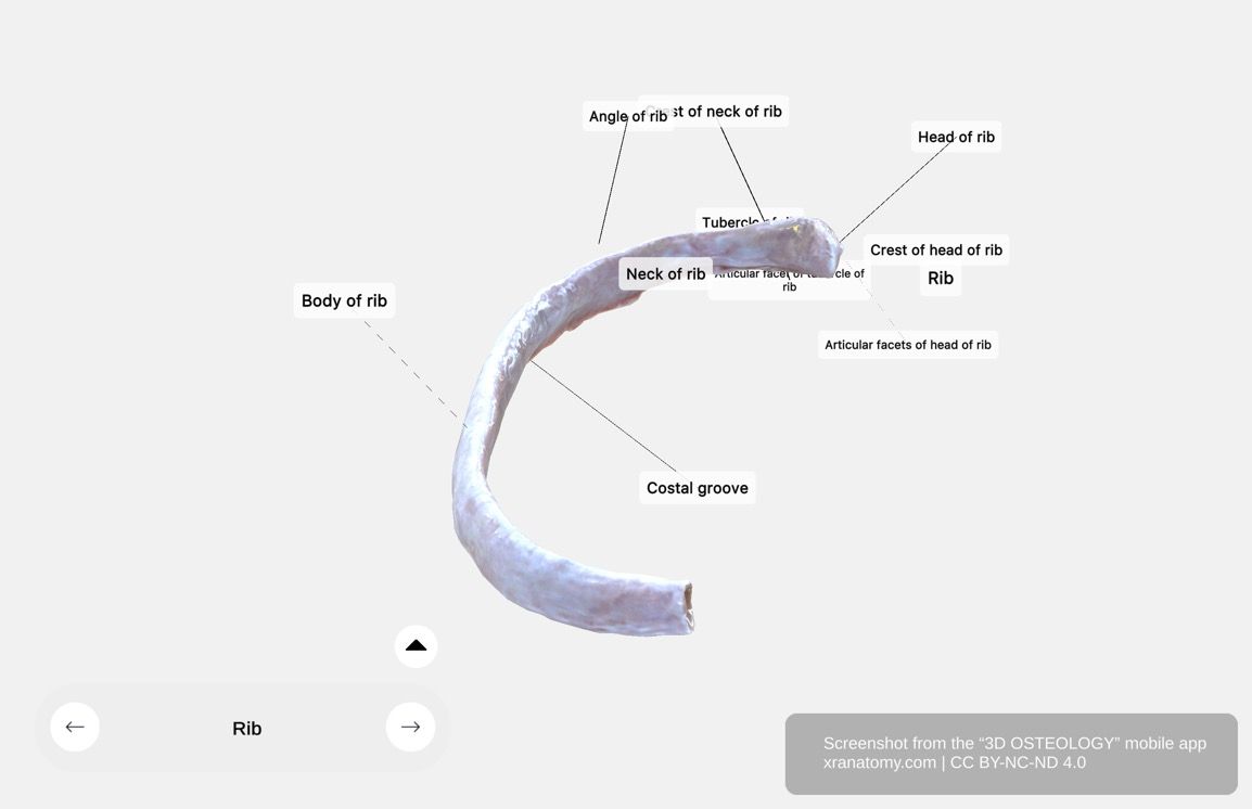Rib anatomy 360-degree interactive viewer showing head, neck, body, tubercle, angle, costal groove, and vertebral articulations