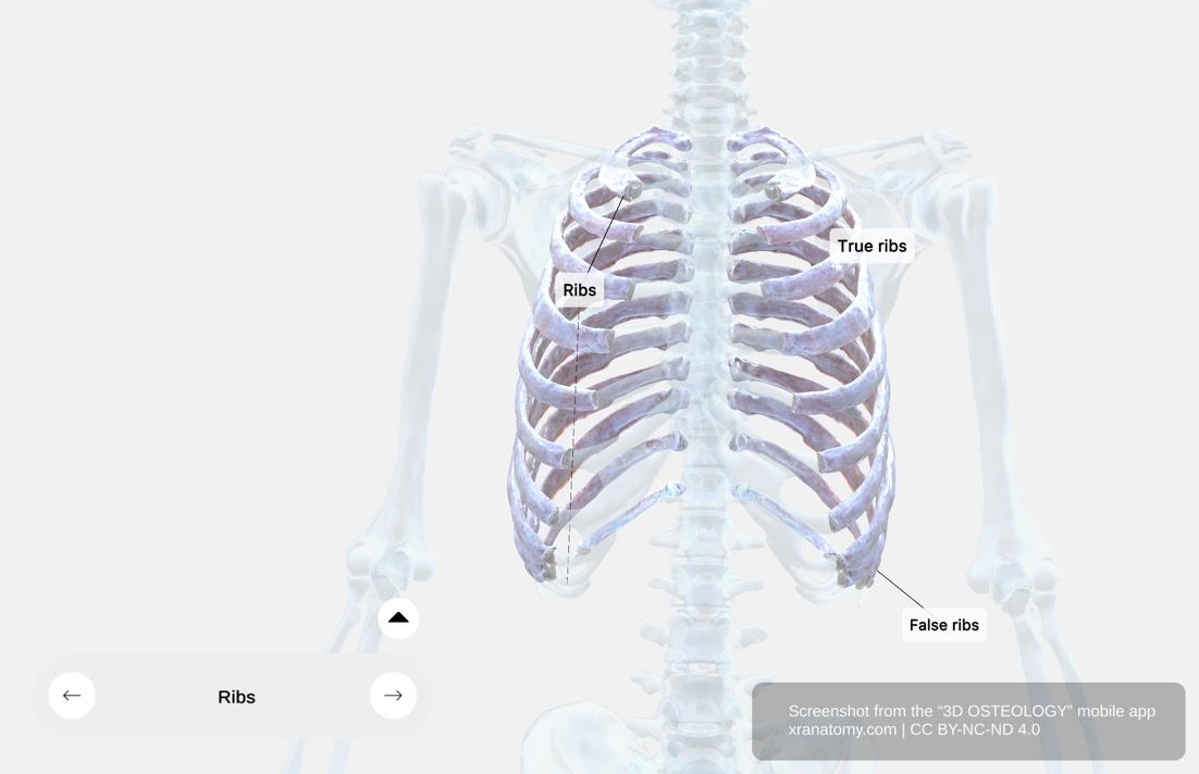 Ribs anatomy 360-degree interactive viewer showing twelve paired bones of the thoracic cage with vertebral and sternal articulations