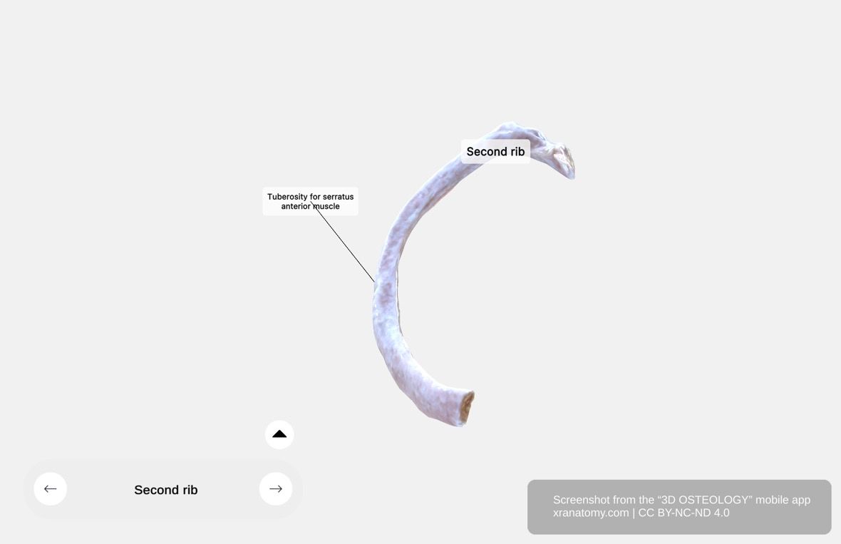 Second rib anatomy 360-degree viewer showing tuberosity for serratus anterior muscle attachment
