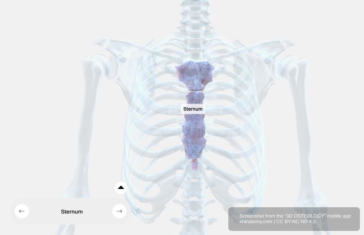 Sternum anatomy 360-degree interactive viewer showing manubrium, sternal body, xiphoid process, clavicular notches, and costal notches