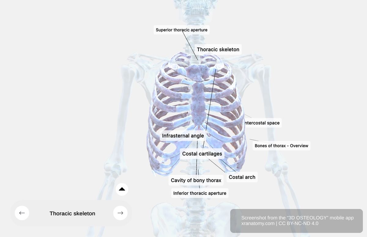 Rib cage anatomy 360-degree interactive viewer showing twelve pairs of ribs, true ribs, false ribs, floating ribs, and costal cartilages