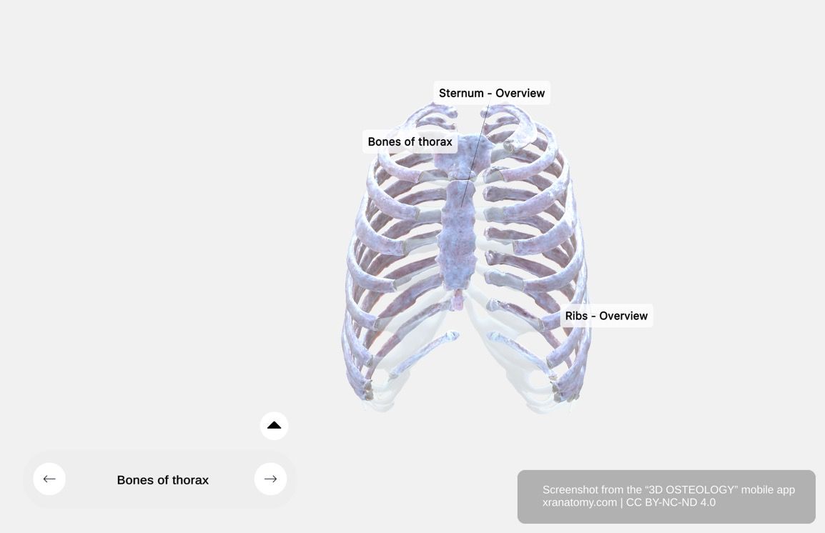 Bones of the thorax 360-degree viewer showing thoracic vertebrae, twelve pairs of ribs, and sternum